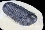 Lot: Assorted Devonian Trilobites - Pieces #80736-4